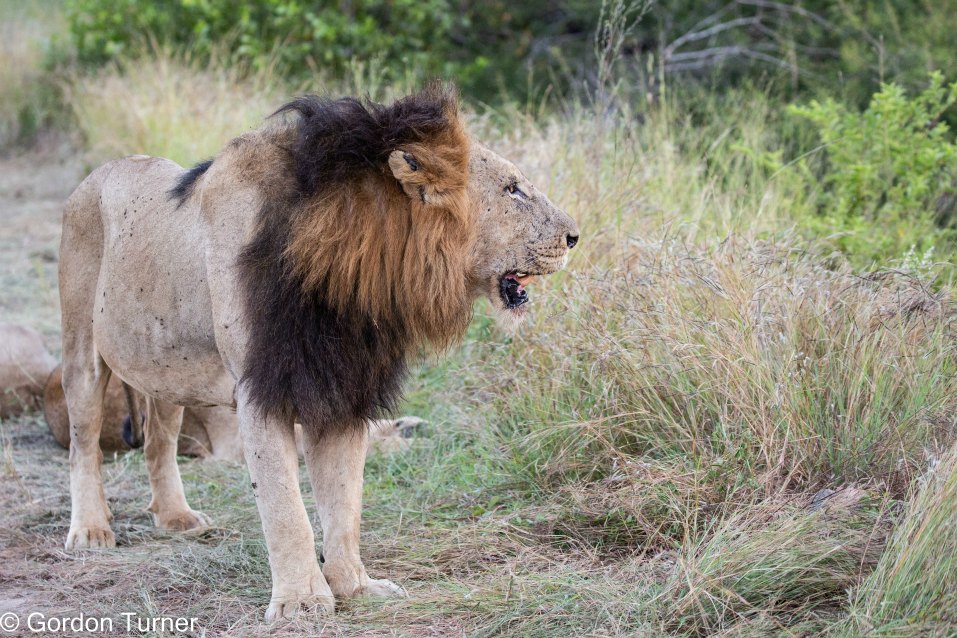 <h2>The Best of South Africa Escorted 2023</h2> 14 Nights | 6 Rounds | March 11 - 25